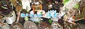 瀬戸内の味 清香
