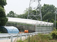 中塚嗣之の桃太郎ぶどうの画像
