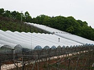 中塚嗣之の桃太郎ぶどうの画像