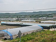 中塚嗣之の桃太郎ぶどうの画像