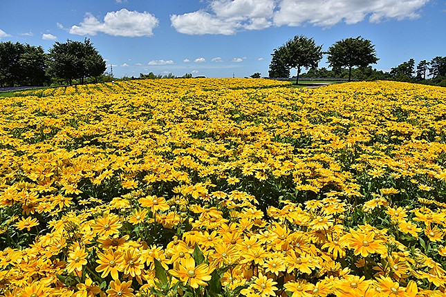 とっとり花回廊のおすすめ