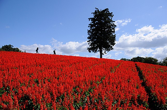 とっとり花回廊のおすすめ