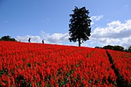 とっとり花回廊のおすすめ