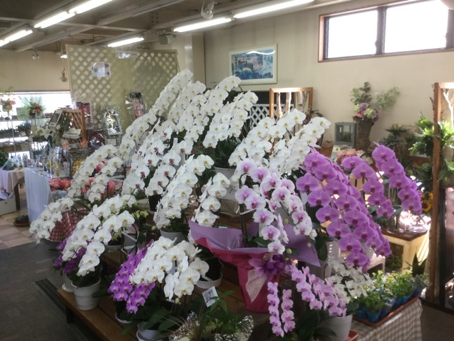宮原生花店の画像