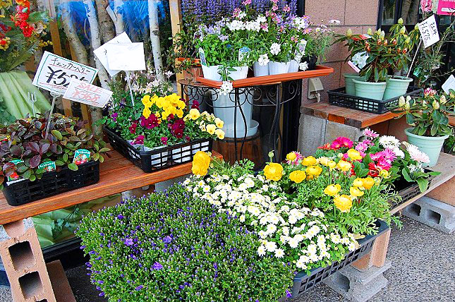 宮原生花店の画像