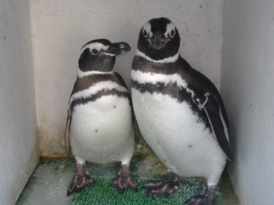 池田動物園の画像