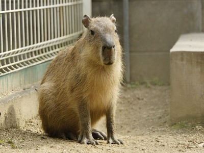 池田動物園の画像