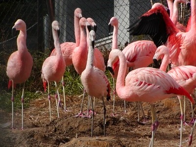 池田動物園の画像