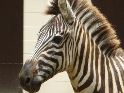 池田動物園の画像