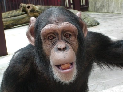 池田動物園の画像