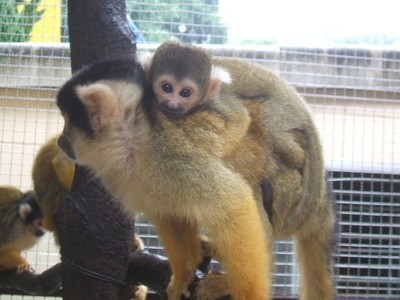 池田動物園の画像