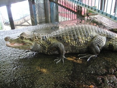 池田動物園の画像