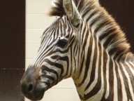 池田動物園の画像