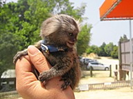 渋川動物公園の画像